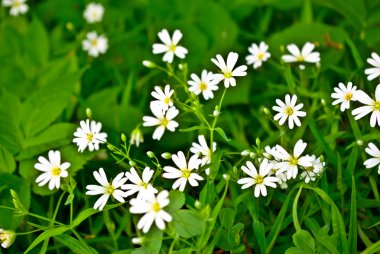 Stellaria holostea blooming in summer in the green grass clipart