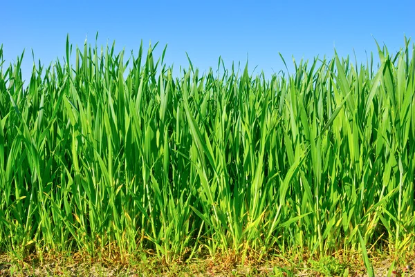 Les tiges des jeunes plants de céréales dans les champs — Photo