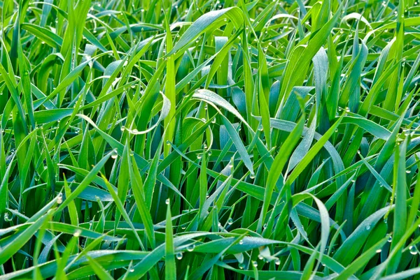 Druppels de ochtenddauw op het groene gras — Stockfoto