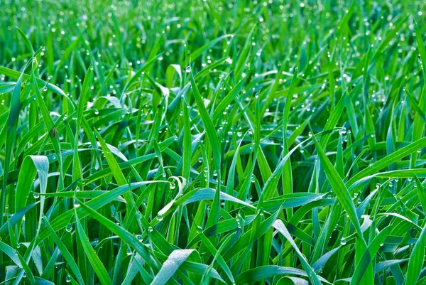 Gocce della rugiada del mattino sull'erba verde — Foto Stock