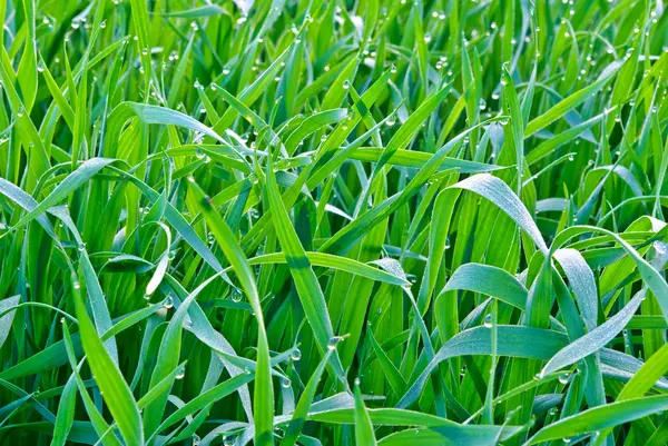 Gocce della rugiada del mattino sull'erba verde — Foto Stock