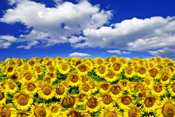 Mavi gökyüzü arka plan üzerinde alan ayçiçeği çiçeklenme — Stok fotoğraf