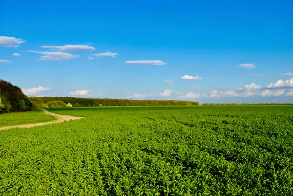 Green field,road,forest,on the background of the blue sky with clouds — Stock Photo, Image