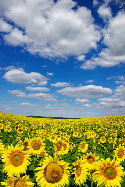 Veld zonnebloemen op een achtergrond van blauwe hemel in bloei — Stockfoto