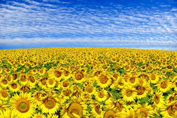 Girassóis de campo florescendo em um contexto de céu azul — Fotografia de Stock