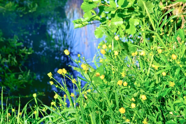 Yellow flowers ranunculus,on the shore of the lake — Stock Photo, Image