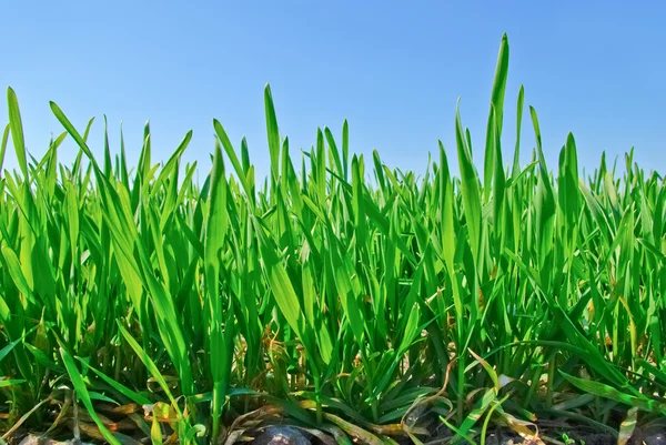 Gli steli di giovani piante di cereali in campo — Foto Stock
