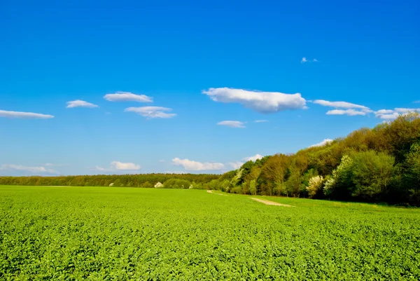 Campo verde, strada, foresta, sullo sfondo del cielo blu con le nuvole — Foto Stock
