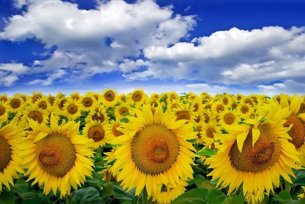 Veld zonnebloemen op een achtergrond van blauwe hemel in bloei — Stockfoto