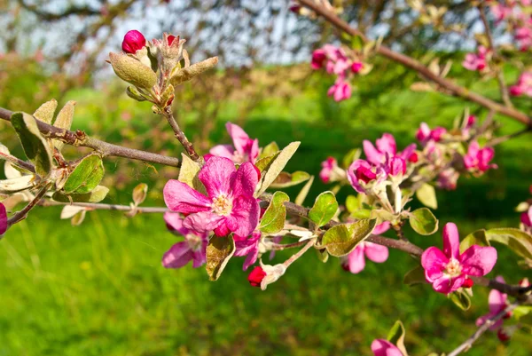 The blossoming branches of trees in the garden — Stock Photo, Image