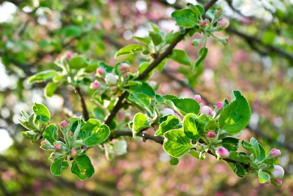 De bloeiende takken van bomen in de tuin — Stockfoto