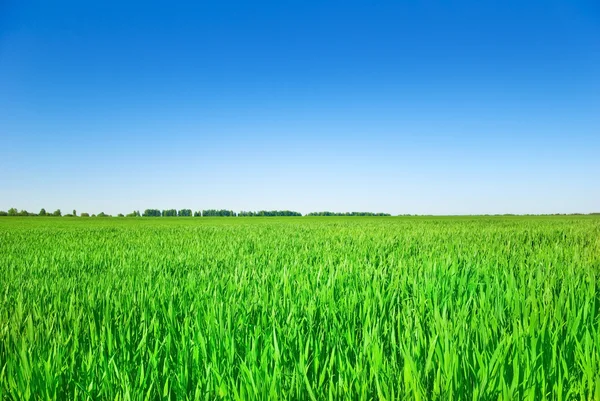 Gli steli di giovani piante di cereali in campo — Foto Stock