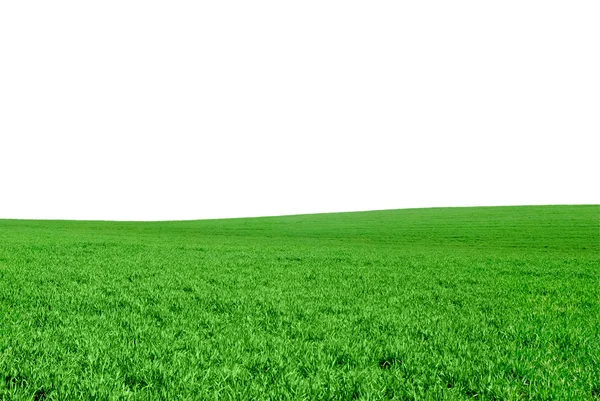 Il campo verde del grano giovane su sfondo bianco — Foto Stock