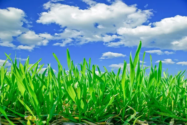 Les tiges des jeunes plants de céréales dans les champs — Photo