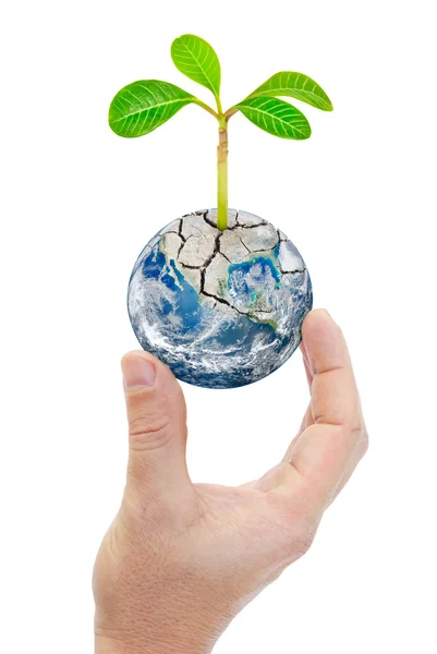 Hand holding planet earth with plants isolated on white background — Stock Photo, Image