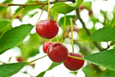 Olgun Kiraz yaprak zemin üzerine