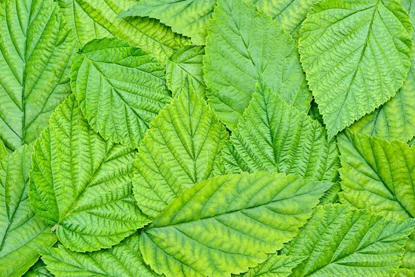 Bakgrund av den unga, greenen, färska blad — Stockfoto