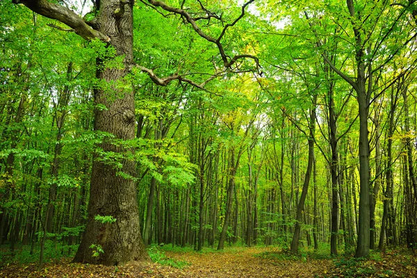 Big old oak on a background of the young forest — Stock Photo, Image