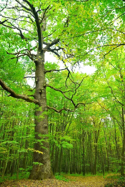 Stor gammal ek på en bakgrund av den unga skogen — Stockfoto