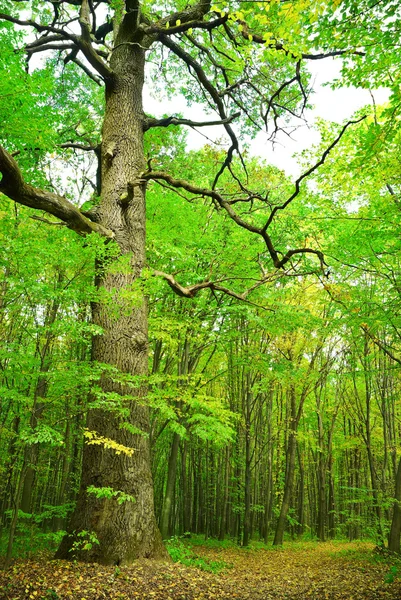Stor gammal ek på en bakgrund av den unga skogen — Stockfoto