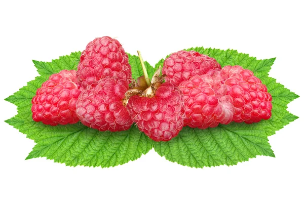 Raspberries on green leaves on a white background — Stock Photo, Image