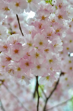 Sakura çiçekleri baharda dallarda açar.