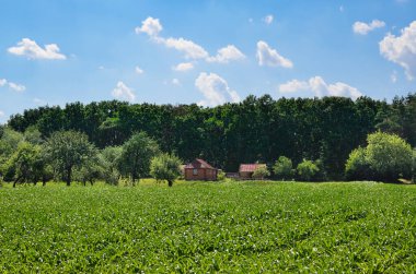 Gökyüzünün arka planında yeşil alan ve orman