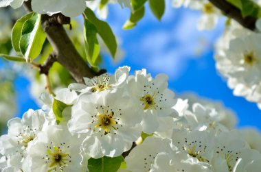 Baharda ağaçların dallarında beyaz çiçekler