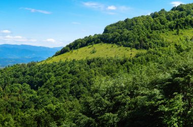 Orman, arkadaki dağlar mavi gökyüzünün