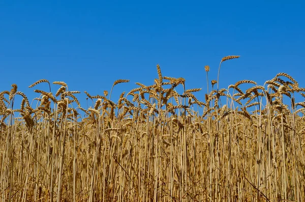 Buğday Kulaklar Alanında Büyümek Tahıl Hasat — Stok fotoğraf