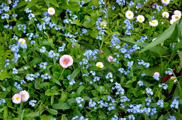 Wilde Bloemen Tussen Het Groene Gras Tuin — Stockfoto