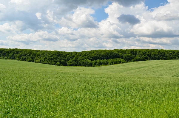 Campo Verde Foresta Sullo Sfondo Del Cielo — Foto Stock