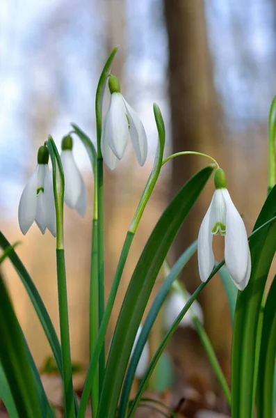Young Snowdrops Early Spring Forest — Stock Photo, Image