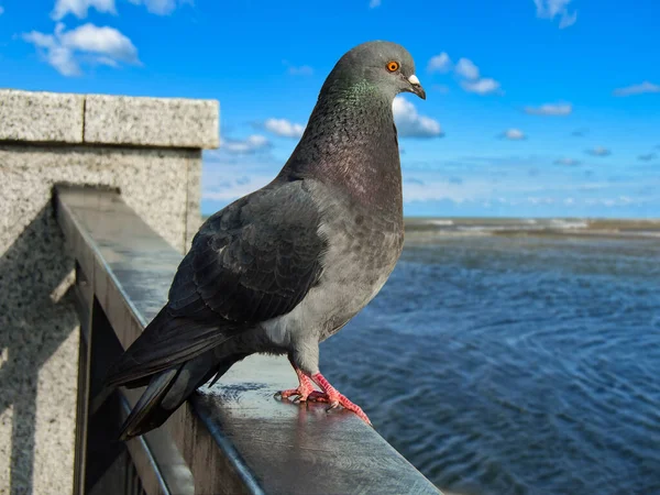 Ensom Due Bakgrunn Sjøkappen – stockfoto