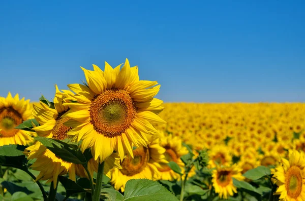 Los Girasoles Amarillos Crecen Campo Cultivos Agrícolas Imágenes de stock libres de derechos