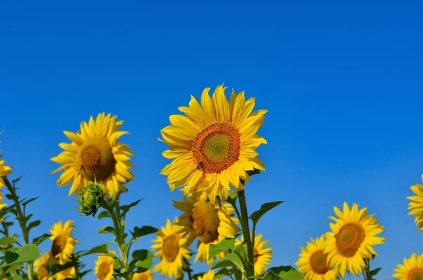 Los Girasoles Amarillos Crecen Campo Cultivos Agrícolas — Foto de Stock