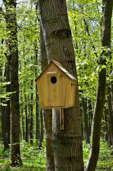 Fågelhus Högt Träd Skogen — Stockfoto