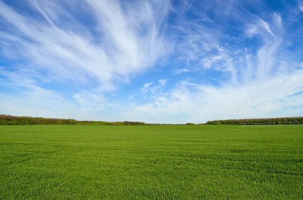 Champ Vert Sur Fond Ciel Bleu — Photo