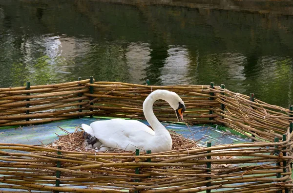 Cisne Fêmea Incuba Ovos Ninho — Fotografia de Stock