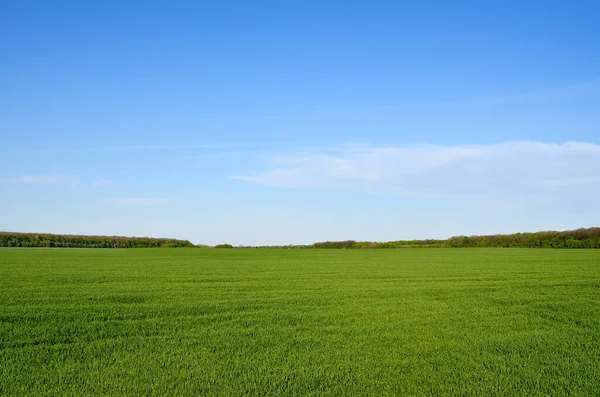 Champ Vert Sur Fond Ciel Bleu — Photo