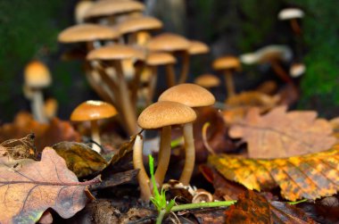 Wild mushrooms in the forest among the leaves