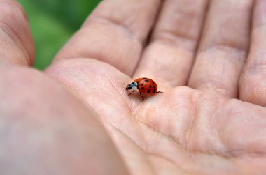 Ladybug sits on a human hand, close-up