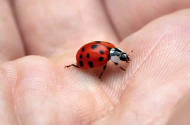 Ladybug sits on a human hand, close-up