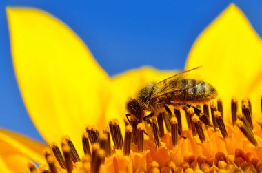 A bee collects honey and pollinates sunflower flowers