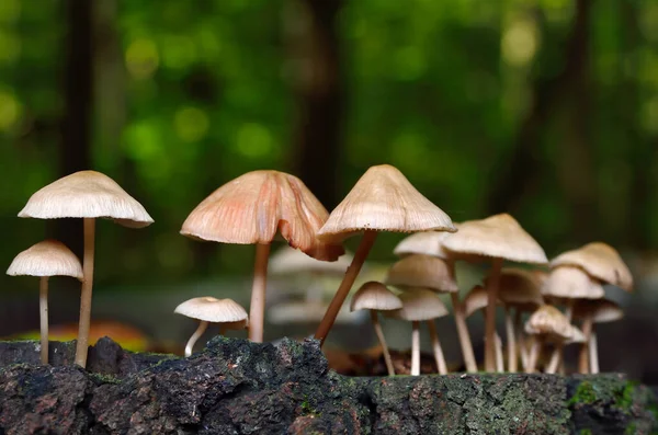 Wild mushrooms in the forest among the leaves