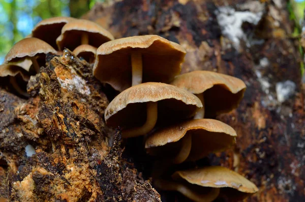 Wild Mushrooms Forest Leaves — Zdjęcie stockowe