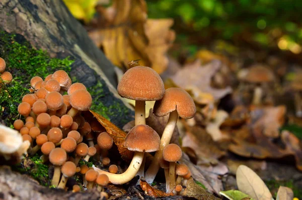 Wild Mushrooms Forest Leaves — Foto de Stock