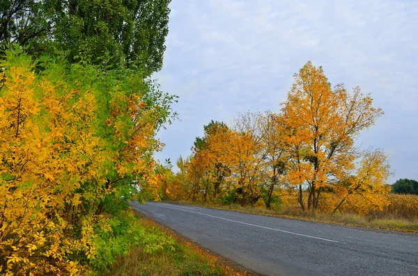 Autumn Landscape Background Asphalt Road — Stock Photo, Image