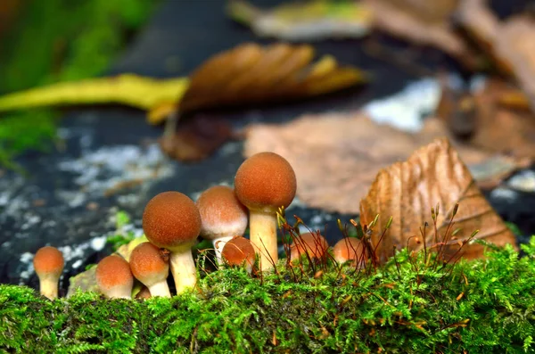 Wild Mushrooms Forest Leaves — Zdjęcie stockowe