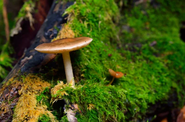 Wild Mushrooms Forest Leaves — Stock fotografie